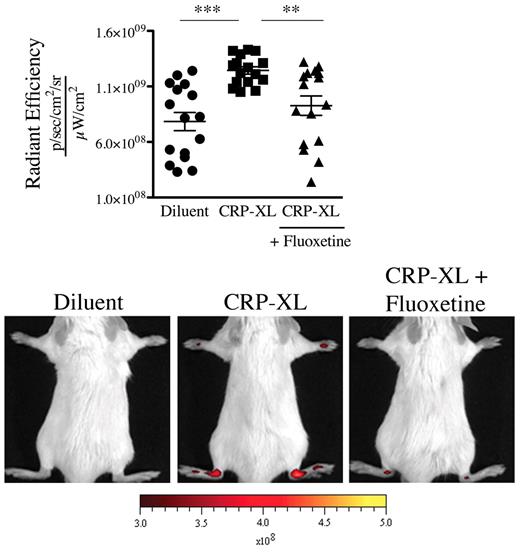 Figure 6. GPVI activation induces the formation of gaps in joints via release of serotonin. Nonarthritic mice (treated or not with fluoxetine for 21 days) were injected intravenously with CRP (40 μg/kg) or its diluent PBS. Thirty minutes after the CRP injection, the 0.45-μm fluorescent microspheres were injected. Two minutes after the microsphere injections, the fluorescence in ankle joints was evaluated using an in vivo imaging system. The radiant efficiency quantifications in the ankle joints for all mice and representative results are presented. ***P < .0001; **P = .0019.