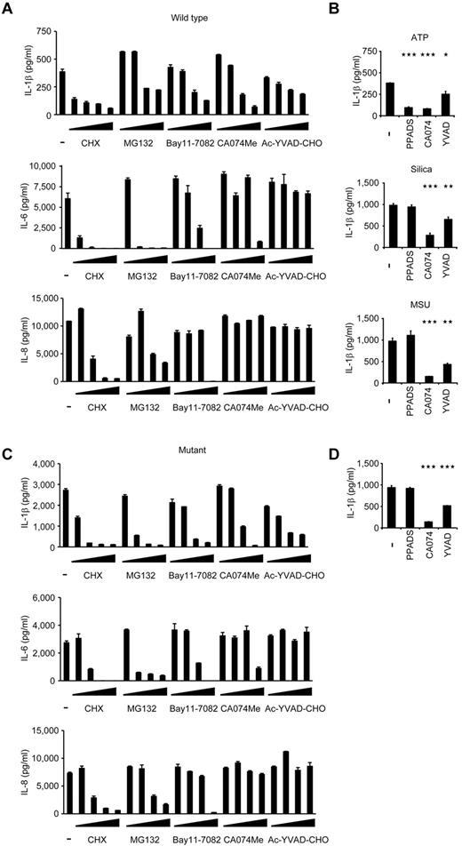 Figure 5. Validation of the cells for future applications for drug screening. (A) Inhibition of IL-1β (top panel), IL-6 (middle panel), or IL-8 (bottom panel) secretion from wild-type iPS-MPs by various inhibitors. The iPS-MPs were cultured for 2 hours in the presence of 100μM cycloheximide (CHX), 100μM MG132, 10μM Bay11-7082, 25μM CA074Me, 50μM Ac-YVAD-CHO, as well as 10-fold dilutions of each inhibitor, except CA074Me (which was diluted 5-fold), followed by LPS treatment plus ATP stimulation. n = 3. (B) The differential inhibition of IL-1β secretion from wild-type iPS-MPs by various inhibitors. In the presence of inhibitors, such as PPADS (300μM), CA074Me (25μM), or Ac-YVAD-CHO (50μM), LPS-primed wild-type iPS-MPs were stimulated with second signal triggers, such as ATP for 1 hour (top panel), silica crystals for 1 hour (middle panel), or monosodium urate crystals for 3 hours (bottom panel). n = 3. (C) Inhibition of IL-1β (top panel), IL-6 (middle panel), or IL-8 (bottom panel) secretion from mutant iPS-MPs by various inhibitors was evaluated as in panel A; n = 3. (D) Inhibition of IL-1β secretion from mutant iPS-MPs by various inhibitors. In the presence of inhibitors, such as PPADS (300μM), CA074Me (25μM), or Ac-YVAD-CHO (50μM), mutant iPS-MPs were stimulated with LPS for 4 hours. n = 3. Data are mean ± SEM. ***P < .001 (Student t test). **P < .01 (Student t test). *P < .05 (Student t test).