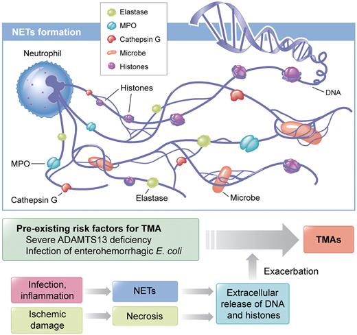 Neutrophils release nucleosomes, a complex of DNA and histones, in response to infection or inflammatory stimuli. Neutrophil extracellular traps (NETs) are composed of nucleosomes decorated with granular components including myeloperoxidase (MPO), neutrophil elastase, and cathepsin G.4 NETs bind and kill microbes.4 NETs also immobilize platelets10 and erythrocytes. Histones are known to stimulate thrombosis and to cause cytotoxicity in mice.5–7 Once patients with pre-existing risk factors for thrombotic microangiopathy (TMA) are infected, DNA and histones, in conjunction with granular proteins, are released and acute TMAs would be induced. Another possible origin of extracellular DNA and histones is necrotic tissue released after ischemic damage. Professional illustration by Kenneth X. Probst.