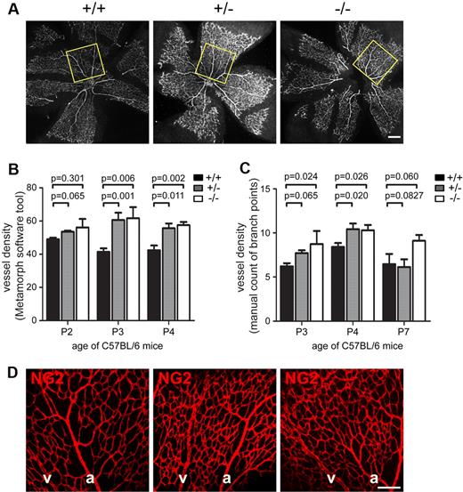 Figure 2. Loss of Endosialin results in increased vessel density. Retinas from littermate Endosialin+/+, Endosialin+/−, and Endosialin−/− C57BL/6 mice were stained with FITC–isolectin B4 and NG2 followed by Alexa Fluor 555–anti–rabbit Ig. (A) Low-power images of P4 retinas with box indicating the field of view in the central capillary plexus analyzed for quantification of vessel density in panels B and C. (B) Quantification of vessel density (Metamorph software tool)/100 μm2 ± SEM. (C) Quantification of vessel density (manual counting of branch points)/100 μm2 ± SEM. Endosialin+/+: P2, n = 5; P3, n = 7; P4, n = 5; P7, n = 3. Endosialin+/−: P2, n = 5; P3, n = 4; P4, n = 5; P7, n = 7. Endosialin−/−: P2, n = 4; P3, n = 4; P4, n = 5; P7, n = 5. (D) Confocal images of P4 retinas to illustrate no difference in NG2-positive pericyte coverage in Endosialin+/+, Endosialin+/−, and Endosialin−/− mice. a indicates arteries; and v, veins. Scale bar indicates 200 μm.