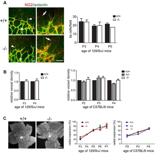 Figure 4. Sprouting angiogenesis is not affected by loss of Endosialin. Retinas were stained with FITC–isolectin B4 (green) and NG2 followed by Alexa Fluor 555–anti–rabbit Ig (red). (A) Confocal images of P3 Endosialin+/+ and Endosialin−/− 129/SvJ retinas taken at the sprouting front of the expanding vasculature showing no difference in the alignment of tip cell filopodia (arrowheads) with the underlying NG2-positive astrocyte network (arrows). Scale bars indicate 50 μm. Graph shows quantification of tip cell number. (B) Vessel density in the sprouting plexus was analyzed immediately behind the sprouting front (indicated by asterisk in panel A). Graph shows quantification of vessel density at the sprouting front ± SEM. No significant difference was observed at any time point. For panels A and B, 129/SvJ Endosialin+/+: P3, n = 6; P4, n = 3; Endosialin−/− P3, n = 8; P4, n = 4. C57BL/6 Endosialin+/+: P2, n = 3; P3, n = 7; P4, n = 4. Endosialin+/− P2, n = 4; P3, n = 4; P4 = 4. Endosialin−/−: P2, n = 2; P3, n = 3; P4, n = 7. (C) Left panels show representative low-power images of 129/SvJ P3 retinas. Scale bar indicates 500 μm. Right panels show quantification of the radial expansion of the vascular plexus at each time point ± SD. No significant difference was observed at any time point. 129/SvJ; Endosialin+/+: P3, n = 3; P4, n = 4; P5, n = 4; P6, n = 4, P7, n = 2. Endosialin−/−: P3, n = 2; P4, n = 2; P5, n = 3; P6, n = 4, P7, n = 3. C57BL/6; Endosialin+/+: P2, n = 3; P3, n = 3; P4, n = 3. Endosialin+/−: P2, n = 4; P3, n = 2; P4, n = 4. Endosialin−/−: P2, n = 2; P3, n = 3; P4, n = 4.
