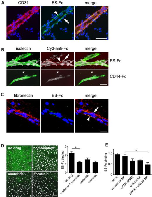 Figure 6. Endosialin binds to the vascular basement membrane in vivo. (A) Cryosections of embryonic day 15 mouse brain were incubated with mouse ES-Fc overnight at 4°C. The following day, sections were stained with FITC–anti-Fc (green) and anti-CD31, followed by Alexa Fluor 555–anti–rat IgG (red). Nuclei were counterstained with DAPI (blue). Arrowheads indicate ES-Fc binding associated with the abluminal side of the endothelial cells but not with the adjacent pericytes (arrows). Scale bar indicates 50 μm. (B) Aortic ring outgrowths from wild-type 129/SvJ mice were cultured for 6 days and then stained with ES-Fc or CD44-Fc for 1 hour at 37°C. After fixation, cultures were stained with Cy3–anti-Fc (red) and FITC–isolectin B4 (green). Nuclei were counterstained with DAPI (white). Arrowheads indicate ES-Fc binding associated with the abluminal side of the endothelial cells but not with the adjacent pericytes (arrows). Scale bar indicates 50 μm. (C) Aortic ring outgrowths were incubated with ES-Fc as described in panel B. After fixation, cultures were stained with FITC–anti-Fc (green) and antifibronectin, followed by Alexa Fluor 555–anti–rabbit Ig (red). Nuclei were counterstained with DAPI (blue). Arrowhead indicates colocalization with fibronectin on the abluminal surface of the endothelial cells. Arrow indicates lack of colocalization with fibronectin associated with the basement membrane surrounding the pericytes. Scale bar indicates 25 μm. (D) Immortalized mouse skin endothelial cells (sEND) cells were cultured for 2 days on coverslips in the presence of no drug, amiloride, and/or aprotinin. Cells were incubated with ES-Fc for 1 hour at 37°C, fixed, and stained with FITC–anti-Fc (green). Nuclei were counterstained with DAPI (white). Scale bar indicates 50 μm. Representative images are shown. Data shows quantification of ES-Fc binding from 3 independent experiments ± SEM. *P < .05. (E) sEND cells were either mock transfected or transfected with control siRNA, uPAR siRNA, uPA siRNA, or uPA plus uPAR siRNAs. Forty-eight hours after transfection, cells were incubated with ES-Fc as described in panel D. Data show quantification of ES-Fc binding from 3 independent experiments ± SEM. *P < .05.