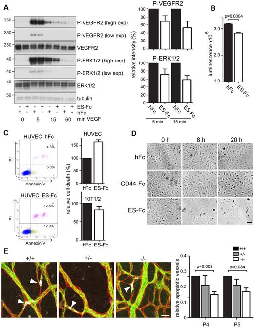 Figure 7. Endosialin modulates VEGF-A signaling and promotes endothelial cell apoptosis. (A) HUVECs cultured on ES-Fc- or hFc-coated plates were stimulated with VEGF-A, lysed, and subject to immunoblotting using the indicated Abs. Antitubulin mAb was used as a loading control. Molecular size markers are in kilodaltons. High- and low-exposure blots are shown. Quantification of the band intensities are from 3 independent experiments ± SEM. Data are normalized to the loading control and are shown relative to the hFc control at each time point. (B) HUVECs (4 × 103) were cultured on ES-Fc- or hFc-coated 96-well plates for 24 hours. Media were replaced with serum-free media supplemented with 20 ng/mL of VEGF-A and cells were cultured for a further 24 hours. Cell viability was measured using the CellTiter-Glo assay. Data shown are from 1 of 3 representative experiments with n = 3 samples ± SEM. (C) HUVECs or 10T1/2 cells incubated for 3 hours with VEGF-A in the presence of ES-Fc or hFc were stained with FITC–annexin V and/or propidium iodide (PI) and subjected to FACS analysis. Representative HUVEC FACS profiles are shown. Graph shows annexin V–positive/PI-positive, and annexin V–positive/PI-negative cells in the presence of ES-Fc from 2 independent experiments ± SD relative to the hFc control. (D) Phase-contrast images of HUVECs cultured in medium containing VEGF-A in the presence of hFc, ES-Fc, or CD44-Fc for 0, 8, and 20 hours. Scale bar indicates 100 μm. (E) Retinas from Endosialin+/+, Endosialin+/−, and Endosialin−/− C57BL/6 mice were stained for collagen IV (red), activated caspase-3 (white), and FITC–isolectin B4 (green). Images show activated caspase-3–positive endothelial cells (arrowheads) associated with collagen IV empty sleeves in P4 retinas. Scale bar indicates 20 μm. Graph shows relative number of apoptotic (activated caspase-3–positive) vessels ± SEM. Endosialin+/+: P4, n = 7; P5, n = 2; Endosialin+/−: P4, n = 6; P5, n = 5; Endosialin−/−: P4, n = 11; P5, n = 4.