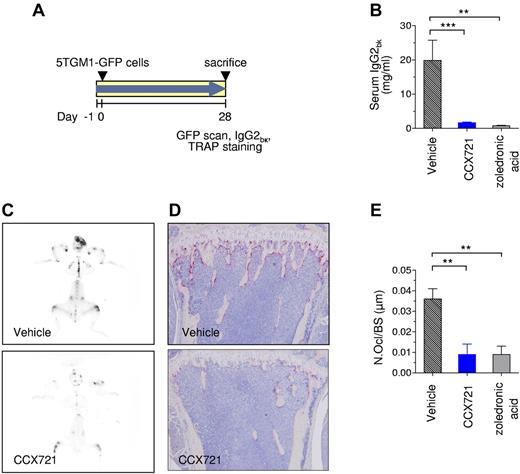 Figure 3. Prophylactic dosing with CCX721 reduces both myeloma tumor burden and myeloma-triggered OC formation. (A) Schematic diagram of the 28-day study with naive syngeneic female C57BL/KaLwRijHsd mice that were inoculated intravenously with 5TGM1-GFP MM cells, randomized into groups, and dosed twice daily by oral gavage with either vehicle or CCX721 (100 mg/kg); an additional control group received zoledronic acid (120 μg/kg) by subcutaneous injection twice weekly. (B) Serum monoclonal IgG2bK paraprotein titers from samples taken on day 28 after tumor cell inoculation. (C) Representative whole-skeleton fluorescence scans detecting fluorescent myeloma foci in bone (image negatives shown; see supplemental Figure 10 for green fluorescence color originals). (D) OC activity assessed by TRAP staining (red) in the long bones of tumor-bearing mice, representative images using an Olympus BX41 microscope (10× magnification). (E) Histomorphometric analysis of the number of OCs per bone surface. **P < .01 (Mann-Whitney test); ***P < .001 (Mann-Whitney test).