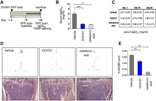 Figure 4. Therapeutic dosing with CCX721 reduces myeloma tumor burden. (A) Schematic diagram of the 28-day study with naive syngeneic female C57BL/KaLwRijHsd mice; 18 days after intravenous inoculation with 5TGM-GFP MM cells, establishment of tumors was confirmed by whole-body optical fluorescence imaging, and the mice were then randomized into groups. The groups received either vehicle or CCX721 (100 mg/kg) dosed orally twice a day beginning on day 18; an additional control group received zoledronic acid (120 μg/kg) by subcutaneous injection twice weekly. (B) Serum monoclonal IgG2bK paraprotein titers from samples taken on day 28 after tumor cell inoculation. (C) Serum IgG2bK titers from samples taken on days −1, 18, and 28 (mean ± SEM). (D) Representative whole-skeleton fluorescence scans detecting fluorescent myeloma foci in bone, taken on day 28 images (image negatives shown; see supplemental Figure 10 for color originals). OC activity assessed by TRAP staining (red) in the long bones of tumor-bearing mice, representative images using an Olympus BX41 microscope (10× magnification). (E) Histomorphometric analysis of the number of OCs per bone surface. **P < .01 (Mann-Whitney test); ***P < .001 (Mann-Whitney test).