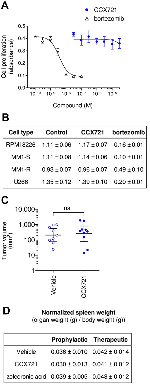 Figure 5. CCX721 does not reduce myeloma tumor burden through direct killing of myeloma cells. (A) MTT cellular proliferation assay of 5TGM1-GFP cells after overnight growth in the presence of increasing concentrations of CCX721 or the proteasome inhibitor bortezomib (n = 8 replicates per point, assay repeated n = 3 times). (B) Table of MTT cellular proliferation assay results (absorbance, mean ± SD) with cultured human myeloma cells grown for 3 days in the presence of CCX721 (1000nM) or bortezomib (10nM; n = 8 replicates per point, assay repeated n = 3 times). CCX721 data were not significantly different (P > .05) from control, but bortezomib data were (P < .05). (C) Plasmacytoma volume measured 21 days after 107 5TGM1-GFP cells were inoculated subcutaneously in naive C57BL/kaLwRijHsd mice. These mice were randomly assigned to receive vehicle (sesame oil) or CCX721 (100 mg/kg) twice daily by oral gavage for 21 days. Plasma levels of CCX721 were consistent with previous studies. ns indicates not significant. (D) Table of spleen weights (normalized to body weight) for the 2 dosing regimens; data were not significantly different from control (P > .05).