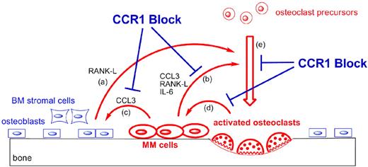 Figure 7. CCL3/CCR1 participates in the vicious cycle that allows myeloma cells to establish themselves in bone. CCR1 inhibition can break this cycle at multiple points. Expression of RANKL on bone marrow stromal cells (SCs) and OBs stimulates OC maturation (a). CCL3 is one of several key OC-activating factors produced by MM cells (b). MM-produced CCL3 leads to up-regulation of RANKL on SCs and OBs and concomitantly inhibits OB formation (c). Activated OCs enhance MM cell survival via direct integrin-mediated cell-cell interactions and by production of soluble factors, such as CCL3 (d). OC precursors and mature OCs express high levels of CCL3, which stimulates OC maturation via a CCR1-dependent pathway (e). CCR1 is expressed on many cell types in this cycle, including OC precursors, activated OCs, OBs, and, in some cases, MM cells; inhibition by CCR1 antagonists has the potential to break this pathogenic cycle at multiple points.