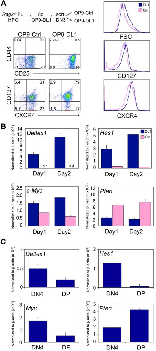 Figure 1. Notch signaling in developing thymocytes inversely affects the expression of HES1 and PTEN. (A) Rag2−/− E14 FL-derived HPCs cultured with OP9-DL1 cells for 8 days are used to give rise to CD44− CD25+ DN3 cells, which are then sorted and returned to either OP9-DL1 or OP9-Ctrl cells for 2 days before analysis. Flow cytometric analysis of CD44, CD25, CD127, and CXCR4 expression is shown for Rag2−/− DN3 cells cultured for 2 days in the absence (Ctrl) or presence (DL1) of Notch signaling. Overlay histograms showing cell size (FSC), and surface expression of CD127 and CXCR4 of DN3 cells, cultured as indicated, are shown on the right. Data are representative of at least 3 independent experiments. (B) qRT-PCR analysis of mRNA expression, normalized to β-actin, of Notch downstream target genes (Deltex1, Hes1, and c-Myc) and Pten is shown for Rag2−/− DN3 cells cultured for 1 or 2 days as indicated. Data are representative of at least 3 independent experiments, with standard deviation of the mean shown as error bars. (C) qRT-PCR analysis of mRNA expression (as in panel B) is shown for C57BL/6 ex vivo–isolated DN4 and DP thymocyte subsets. Data are representative of at least 3 independent experiments.