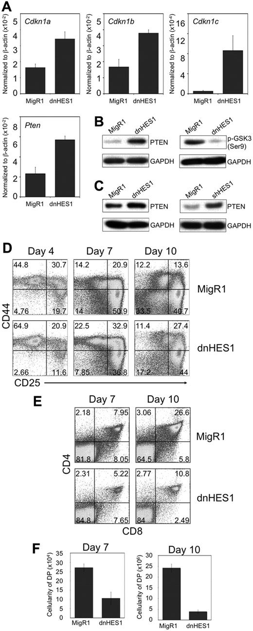 Figure 2. Expression of a dominant negative form of HES1 (dnHES1) leads to up-regulation of Cdkn1 and Pten expression, and impaired T-cell development. (A) QRT-PCR analysis of mRNA expression of HES1 target genes (Cdkn1a,b,c, and Pten) in Rag2−/− DN3 cells retrovirally transduced to express dnHES1 and/or GFP (MigR1), and then cultured with OP9-DL1 cells for 2 days before analysis. qRT-PCR results are normalized to β-actin expression levels, and the data are representative of 3 independent experiments. (B-C) Analysis of PTEN and phosphorylated GSK3β (Ser9) protein expression in (B) BWZ.36 cells or (C) DN3 cells retrovirally transduced to express dnHES1, shHES1, and/or GFP (MigR1) is shown as immunoblots of whole cell lysates probed with antibodies specific for PTEN, GSK3β (Ser9), or GAPDH. Data are representative of 3 independent experiments. (D-F) Developmental progression of FL-derived HPCs transduced to express dnHES1 and/or GFP (MigR1) and subsequently cultured for 10 days with OP9-DL4 cells. Flow cytometric analysis of (D) CD44 and CD25, and (E) CD4 and CD8, surface expression is shown for GFP+ gated cells on days 4, 7, and 10 of coculture as indicated, whereas panel F shows the corresponding cellularity of DP cells present in the cultures, as indicated. DP cellularity was obtained by multiplying the total cellularity by the percentage of DP cells present in the cultures of each independent experiment. Data are representative of 3 independent experiments.