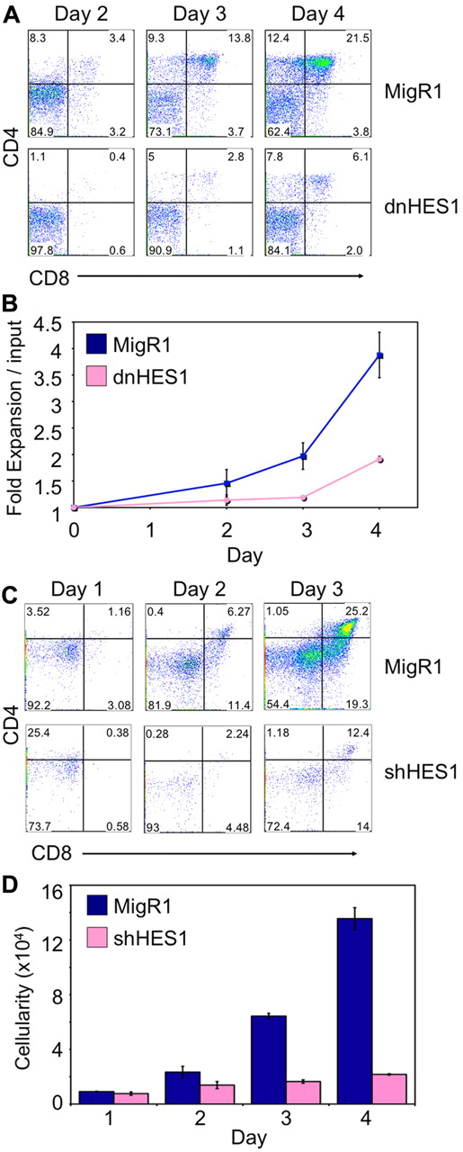 Figure 3. Expression of a dominant negative form of HES1 (dnHES1) or shRNA targeting HES1 (shHES1) in DN3a cells impairs T-cell differentiation across the β-selection checkpoint. (A) Developmental progression of DN3a cells transduced to express dnHES1 and/or GFP (MigR1) and subsequently cultured with OP9-DL4 cells for 2 to 4 days. Flow cytometric analysis of CD4 and CD8 surface expression is shown for GFP+ gated cells on days 2, 3, and 4 of coculture as indicated, with (B) the cellular fold expansion (total cellularity at each time point divided by the number of cells used at the start of the culture, input) observed in the cultures shown for the indicated times and conditions. (C) Developmental progression of DN3a cells transduced to express shHES1 and/or GFP (MigR1) and subsequently cultured with OP9-DL4 cells for 1 to 3 days. Flow cytometric analysis of CD4 and CD8 surface expression is shown for GFP+ gated cells on days 1, 2, and 3 of coculture as indicated with (D) the total cellularity observed in the cultures shown for the indicated times and conditions. Data are representative of 3 independent experiments, with standard deviation of the mean shown as error bars.