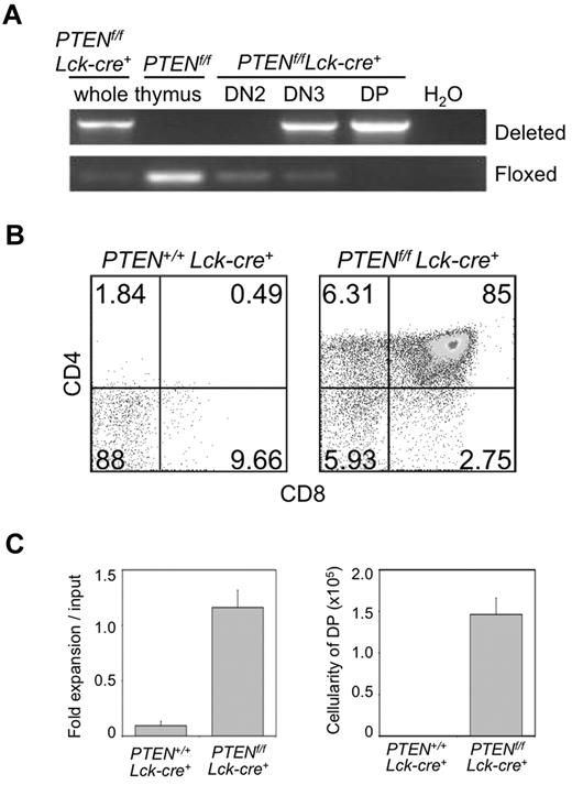 Figure 4. Conditional Pten deletion in DN3 cells allows for T-cell differentiation across the β-selection checkpoint in the absence of Notch signals. (A) Deletion of exons 4 and 5 of the Pten allele in PTENf/f;Lck−cre+ mice is initiated at the DN3 stage of development and completed by the DP stage. DNA from whole thymus of PTENf/f;Lck−cre+ or PTENf/f mice, and from sorted DN2, DN3, DN4, and DP thymocyte subsets of PTENf/f;Lck−cre+ mice was extracted and amplified by PCR. Agarose gels with the PCR products corresponding to the deleted and floxed alleles are shown, as indicated. Data are representative of at least 3 independent experiments. (B) Developmental progression of culture-derived PTENf/f;Lck−cre+ DN3 cells cultured for 6 days with OP9-Ctrl cells. Flow cytometric analysis of CD4 and CD8 cell surface expression is shown for CD45+ gated cells, whereas panel C shows the corresponding fold expansion and DP cellularity, as indicated. Lin− c-Kit+ Sca-1+ cells sorted from bone marrow of PTENf/f;Lck−cre+ or PTEN+/+;Lck−cre+ mice were cultured with OP9-DL1 cells for 14 days, sorted for DN3a cells, and returned to OP9-Ctrl cells for 6 days. Fold expansion was obtained from the total cellularity divided by the number of cells used at the start of the culture (input), and DP cellularity by multiplication of the total cellularity by the percentage of DP cells present in the cultures. Results are representative of 3 independent experiments.
