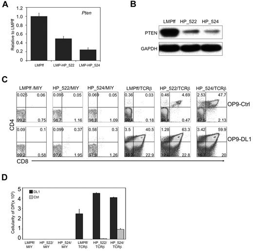 Figure 5. Knockdown of Pten expression in Rag2−/− DN3 cells with TCRβ allows for T-cell differentiation across the β-selection checkpoint in the absence of Notch signals. (A) qRT-PCR analysis (normalized to β-actin) of Pten mRNA expression in Rag2−/− DN3 cells transduced to express PTEN shRNA (LMP-HP_522 or LMP-HP_524) or firefly luciferase shRNA (LMPff). Data are representative of 3 independent experiments. (B) Analysis of PTEN protein expression in NIH3T3 cells retrovirally transduced to express the indicated shRNAs is shown as immunoblots of whole cell lysates probed with antibodies specific for PTEN or GAPDH. Data are representative of 3 independent experiments. (C-D) Developmental progression of culture-derived Rag2−/− DN3a cells transduced to express shRNAs as indicated and subsequently cultured for 6 days with OP9-DL1 or OP9-Ctrl cells. (C) Flow cytometric analysis of CD4 and CD8 surface expression is shown for GFP+ (shRNAs) and YFP+ (TCRβ or MIY) gated cells, whereas panel D shows the corresponding cellularity of DP cells present in the cultures, as indicated. DP cellularity was obtained by multiplying the total cellularity by the percentage of DP cells present in the cultures of each independent experiment. Data are representative of 3 independent experiments.