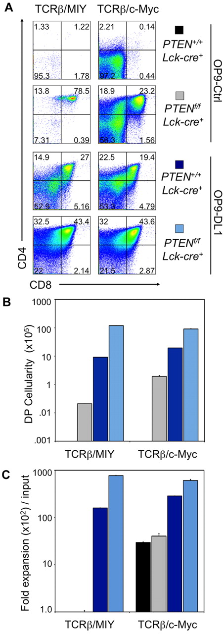 Figure 6. Conditional Pten deletion and ectopic expression of c-Myc allows for survival, differentiation, and proliferation of DN3 cells across the β-selection checkpoint in the absence of Notch signals. Developmental progression of culture-derived Rag2−/− PTEN+/+;Lck−cre+ or Rag2−/− PTENf/f;Lck−cre+ DN3 cells retrovirally cotransduced to express TCRβ (GFP+) and MIY or c-Myc (YFP+) and cultured with OP9-Ctrl or OP9-DL1 cells for 6 days. (A) Flow cytometric analysis of CD4 and CD8 cell surface expression is shown for GFP+, YFP+, CD45+ gated cells, whereas panels B and C show the corresponding DP cellularity and fold expansion, respectively, as indicated. Lin− c-Kit+ Sca-1+ cells sorted from bone marrow of PTENf/f;Lck−cre+ or PTEN+/+;Lck−cre+ Rag2−/− mice were cultured with OP9-DL1 cells for 14 days, retrovirally transduced, then sorted for YFP+ and GFP+ DN3 cells, and cultured as indicated. Fold expansion was obtained from the total cellularity divided by the number of cells used at the start of the culture (input), and DP cellularity by multiplication of the total cellularity by the percentage of DP cells present in the cultures. Results are representative of 3 independent experiments.