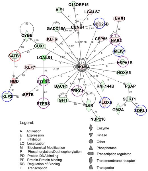 Figure 2. Functional analysis of the top-scoring network of AE9a dysregulated genes. AE9a dysregulated genes with at least a 2-fold change (823 genes) were analyzed using Ingenuity Pathway Analysis. A top-scoring network is shown here. The network consists of 35 genes, whose functions involve the regulation of hematopoiesis, cell-cycle, cancer, and cell death. These genes are represented as nodes with their shape indicating the functional class of the gene product (shown at bottom right). The biologic relationship between 2 nodes is represented as a line, solid being direct and dashed being indirect relationship (see legends at bottom left). The intensity of the node color indicates the degree of up (red) or down (green) regulation. Genes marked with circles are also target genes of ChIP-chip assays. Blue: HA only targets. Red: AML1 only targets. Purple: HA and AML1 common targets.