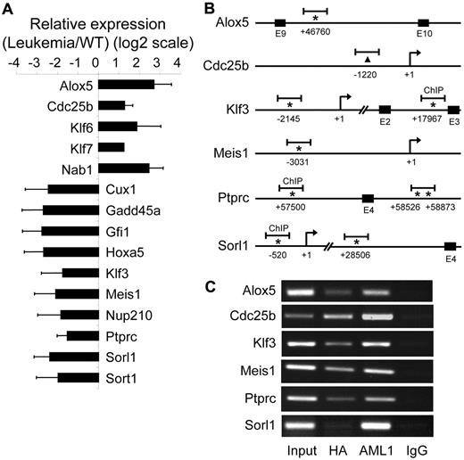 Figure 3. Validation of AE9a target genes. (A) RT-qPCR confirmation of 15 AE9a dysregulated genes shown in Figure 2. GAPDH (glyceraldehyde-3-phosphate dehydrogenase) was used for normalization. (B) Schematics showing the locations of ChIP-chip peaks (short horizontal bars) in 6 potential AE9a direct target genes. The positions of the predicted transcription initiation sites (arrows) and consensus AML1 sites (TGT/cGGT; asterisks) are indicated. The numbers mean the positions relative to the transcription initiation site (+1). For Cdc25b, an AML1 consensus site is not found near the peak; therefore, the center of the peak is indicated with a triangle. E indicates exon. (C) ChIP assays. ChIP was performed using rabbit–anti-HA, rabbit–anti-AML1, and rabbit-IgG control antibodies, followed by PCR amplification of the ChIP-chip peak regions indicated in panel B.
