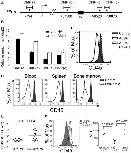 Figure 4. CD45 is down-regulated in AE9a leukemia mice and t(8;21) AML patients. (A) A schematic showing part of the mouse Cd45 gene. The positions of the predicted transcription initiation site (arrow) and consensus AML1 sites (asterisks) are indicated. Numbers indicate the positions relative to the transcription initiation site (+1). E4: exon 4. ChIP(a), (b), (c), and (d) are the regions analyzed by qPCR in panel B. (B) Quantitative PCR analysis of the regions containing the consensus AML1 sites indicated in panel A after anti-HA and anti-AML1 ChIP assays. The y-axis shows the relative enrichment level over an arbitrary negative control region (see “ChIP and ChIP-chip assays” and the confirmation section of the supplemental Methods). Input DNA was used for normalization. (C) Flow cytometric analysis of CD45 in EML cells expressing AE9a, AE9a-R174Q, and MIP. (D) Flow cytometric analysis of CD45 within the LK population of wild-type bone marrow and AE9a leukemia blood, spleen, and bone marrow. CD45 expression of blood, spleen, and bone marrow samples from AE9a leukemia mice were compared with that of bone marrow cells from wild-type mice. Representative results from 3 leukemia and 3 wild-type mice are shown. (E) RT-qPCR analysis of CD45 expression relative to GAPDH of each individual t(8;21) AML-M2 (n = 17, dot) and non-t(8,21) AML-M2 (n = 15, square) patient. The bar indicates the mean expression level of each patient group. The P value was determined using Student t test. (F) Flow cytometric analysis of CD45 within the primitive stem/progenitor (CD33−/CD38−/CD71−/CD34+) population of t(8;21) AML-M2 blood samples (n = 5), non-t(8,21) AML-M2 blood samples (n = 2), and normal bone marrow samples (n = 2). (Left panel) Representative histograms from each patient group are shown. (Right panel) A dot plot showing the CD45 MFI of each patient. The bar indicates the mean value of each patient group. The P values were determined using Student t test.
