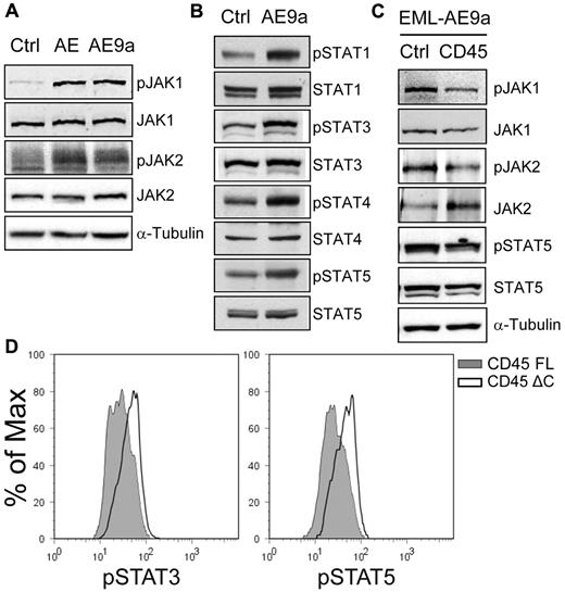 Figure 6. Expression of CD45 attenuates JAK/STAT activation. (A) Western blot analyses of JAK1, phosphorylated JAK1 (pY1022/1023), JAK2 and phosphorylated JAK2 (pY1007/1008) in EML cells expressing AML1-ETO, AE9a, and the MIP control. (B) Western blot analyses of STAT1, STAT3, STAT4, STAT5, and their phosphorylated forms (pY701, pY705, pY693, and pY694, respectively) in EML cells expressing AE9a and the MIP control. (C) Western blot analyses of JAK1, JAK2, STAT5, and their phosphorylated forms (pY1022/1023, pY1007/1008, and pY694, respectively) in EML-MigR1-AE9a cells expressing CD45 and the MIP control. Phosphorylated JAK2 was detected after JAK2 immunoprecipitation. (D) Flow cytometric analyses of phosphorylated STAT3 (pY705; left panel) and STAT5 (pY694; right panel) in the AEtr leukemia cell line expressing the full-length CD45.2 (CD45 FL) or a C-terminally truncated CD45.2 lacking the phosphatase domains (CD45 ΔC). The CD45.2+ cells were gated for analysis.