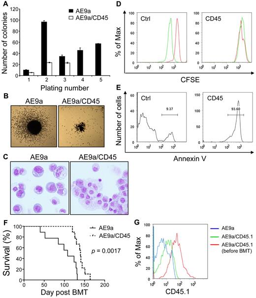 Figure 7. Negative effects of CD45 expression on t(8;21) leukemia cells and AE9a leukemogenesis. (A) Serial replating of fetal liver cells transduced with AE9a or AE9a/CD45. The y-axis represents the average number of colonies with SD of duplicates per 103 (plating number 1) or 104 (plating numbers 2 to 5) cells plated. Cells transduced with AE9a/CD45 had no colonies at the fourth and fifth platings. Similar results were obtained from 2 independent experiments with bone marrow Lin− cells. (B) Typical third-plating colony morphology of fetal liver cells transduced with the indicated retroviruses. Images were taken at room temperature using Nikon Eclipse TS100 microscope with the 2×/0.06 objective lens, Nikon DS-Fi1 digital camera and Nikon DS Camera Control Unit DS-U2 system (Nikon). (C) Wright-Giemsa staining of fetal liver cells transduced with the indicated retroviruses from the third plating. The AE9a picture is a montage of cells because of the low cell density on the cytospin slide. Images were taken at room temperature using Olympus BX51 microscope with the 20×/0.5 objective lens, the DP71 digital camera and the DP-BSW acquisition software (Olympus). (D) Kasumi-1 cells transduced with murine CD45 or the MIP control vector were labeled with CFSE and cultured for 42 hours. The acetate groups of CFSE are cleaved by intracellular esterases to yield the highly fluorescent carboxyfluorescein succinimidyl ester. The intensity of CFSE fluorescence decreases as cells undergo cell divisions. Cells were fixed in 0.2% paraformaldehyde immediately after labeling (red histograms) or after 42 hours of culture (green histograms) for flow cytometry. A clear reduction of CFSE fluorescence intensity was observed in the MIP transduced cells after 42 hours of culture, indicating that the cells had undergone cell divisions (left panel). However, the CFSE fluorescence intensity in the CD45 transduced Kasumi-1 cells remained the same after 42 hours of culture (right panel). (E) Annexin V staining of CD45 or MIP transduced Kasumi-1 cells after 42 hours of culture. The majority of CD45 transduced cells are positive for annexin V. (F) Survival curves showing the lifespan of MF-1 mice transplanted with AE9a (n = 9) or AE9a/CD45.1 (n = 9) transduced fetal liver cells. The P value was calculated using log-rank test. (G) The intensity of CD45.1 in leukemia cells from blood of 1 representative AE9a (antibody background staining; blue histogram) and 1 representative AE9a/CD45.1 (green histogram) leukemia mice at 12 weeks after transplantation compared with that in AE9a/CD45.1 transduced fetal liver cells right after sorting (red histogram).