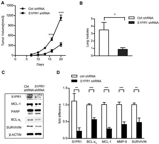Figure 3. Specific silencing of S1PR1 in Ly3 ABC-DLBCL tumor cells inhibited tumor growth and invasion in vivo. (A) Ly3 tumor growth was inhibited by specific S1PR1 silencing; N = 8. ***P < .001. Data are representative results from one of 2 independent experiments. (B) Inhibiting S1PR1 by shRNA in ABC-DLBCL tumor cells was accompanied by a reduction in lung invasion in vivo. Lung nodules were numerated on day 20; N = 8. *P < .05. (C) Knocking down S1PR1 reduced expression of STAT3 target genes in vivo. Western blot analysis to detect expression of STAT3 downstream genes at protein level, using whole tumor lysates prepared from tumors grown from control and S1PR1 shRNA expressing Ly3 ABC-DLBCL tumor cells. Eight tumors were pooled to prepare the lysates. (D) Real-time PCR to analyze RNA expression levels of Stat3 downstream genes involved in proliferation, survival, and immune response in tumors grown from control and S1PR1 shRNA-transduced tumor cells. Eight tumors were pooled to prepare RNA, and real-time PCR was performed as triplicates for each sample. ***P < .001; **P < .01.