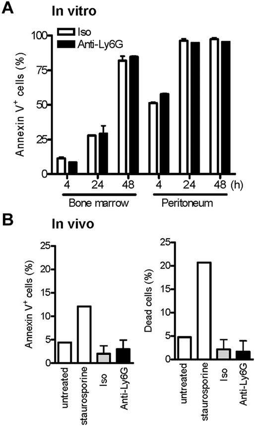 Figure 3. Ab ligation of Ly6G at low doses does not induce neutrophil cell death in vitro and in vivo. (A) Cells from whole BM and TG-stimulated peritoneum were cultured with isotype or anti-Ly6G at 10 μg/mL, and neutrophil apoptosis was assessed at the indicated time points by annexin V. (B) Anti-Ly6G (5 μg) was administered intraperitoneally to mice as per the arthritis protocol and TG was instilled intraperitoneally at the equivalent of day 4 of arthritis. Peritoneal cells were harvested at 4 hours by lavage and neutrophils stained for annexin V and the percentage of live/dead cells. Negative and positive controls for cell apoptosis/death were BM cells cultured in the absence or presence of the apoptosis inducer staurosporine (3μM) for 4 hours. Results are representative of 2 independent experiments.