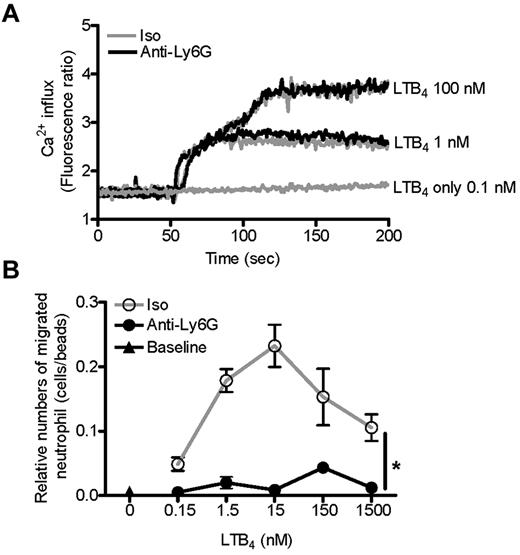 Figure 5. Anti-Ly6G does not change LTB4 receptor sensitivity or LTB4-induced Ca2+ flux. (A) Purified neutrophils were loaded with Fura 2AM for 30 minutes at 37°C. Cells were then washed and pretreated with isotype or anti-Ly6G (10 μg for 10 minutes), and the Ca2+ concentration was monitored continuously with a Hitachi F-4500 calcium fluorometer from 0-200 seconds. LTB4 at 100, 1, or 0.1nM was added 50 seconds after reading. Shown is the isotype (Iso) and anti-Ly6G overlap. (B) BM cells were pretreated with isotype or anti-Ly6G (10 μg for 10 minutes) and neutrophil migration toward LTB4 at a range of concentrations was evaluated after 3 hours using flow cytometry. Results are representative of 2 independent experiments. *P < .05.