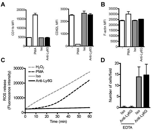 Figure 6. Ab ligation of Ly6G does not affect markers of neutrophil activation or adhesion to inflamed endothelium. (A) Flow cytometric assessment of activation markers CD11b and CD62L on CD45+Gr-1+CD11bhi cells (10 minutes). (B) F-actin as assessed by phalloidin staining after preincubation with anti-Ly6G, isotype, or PMA (10 minutes). (C) Kinetic staining for ROS. Panels A-C reflect the findings of at least 2 experiments. (D) Adhesion of purified BM neutrophils preincubated with anti-Ly6G or isotype to TNFα-activated bEND5 endothelial cells under low physiologic flow conditions (0.5 dyne/cm2). Shown is abrogation by EDTA consistent with calcium dependence of the neutrophil-endothelium interaction. Data are representative of 3 independent experiments.