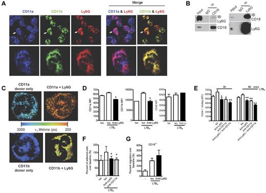 Figure 7. Ly6G ligation down-regulates the expression of β2-integrins and neutrophil adhesion and migration via an integrin-dependent mechanism. (A) BM cells were cytospun, fixed, permeabilized, and stained with Abs to CD11a, CD11b, and Ly6G. The images were acquired using confocal microscopy (60× objective). The higher magnification of a representative single-cell image (arrow denotes the cell selected for enlarged viewing) are shown in parallel. The results are representative of at least 3 independent experiments. (B) Coimmunoprecipitation studies were carried out with lysates prepared from BM cells after in situ cross-linking. Ly6G was coimmunoprecipitated with CD18 and CD18 was coimmunoprecipitated with Ly6G. (C) BM cells were cytospun, fixed, permeabilized, and stained with FRET pair as indicated. Shown are representative images from each group displaying interacting τ1 lifetimes in each pixel on a pseudocolor scale (60× objective). (D) Neutrophils were exposed to LTB4 and surface expression of CD11a and CD11b was measured at 60 minutes by flow cytometry. Data are representative of at least 3 independent experiments. (E) Neutrophils were preincubated with anti-Ly6G, anti-CD11a, or the combination at 10 μg/mL for 10 minutes and then with or without LTB4 (100nM) for 30 and 60 minutes. FITC-labeled ICAM-1 binding on neutrophils was detected by flow cytometry. Results are representative of 3 independent experiments. (F) Adhesion of LTB4-activated neutrophils to inflamed endothelium was assessed under high shear stress (10 dyne/cm2) after exposure to anti-Ly6G or control. Data reflect triplicate conditions from 2 independent experiments (CD11a blockade control from 1 experiment). (G) Blockade of transwell migration by anti-Ly6G requires the expression of the β2-integrin CD18. Data are representative of 3 independent experiments. *P < .05; **P < .01 isotype versus anti-Ly6G or anti-CD11a.
