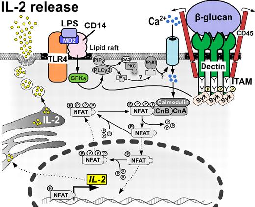 Figure 1. Calcineurin/NFAT-dependent IL-2 release in DCs. DCs produce IL-2 early after encountering bacterial or fungal cell wall components. Ligand binding to dectin 1 signals through ITAM-like motifs, leading to the recruitment of Syk family kinases and Ca2+ influx, which culminates in NFAT translocation to the nucleus, gene transcription, and extracellular release of IL-2 cytokine. Alternatively, ligand binding to CD14 requires collaboration of MD2 and Src-family kinases (SFKs) with TLR4 molecule to initiate this pathway.