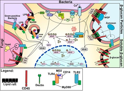 Figure 2. NFAT signaling in DCs in response to microbes, TLR ligands, and particulates. Schematic representation of a DC activated by different stimuli. Microbial stimuli, both bacterial and fungal, activate Ca2+ flux, which promotes NFAT dephosphorylation through close collaboration with TLR signaling. Stimulation also occurs in response to particulate β-glucan, being recognized by the dectin 1 clusters that are required for Syk pathway activation and NFAT nuclear translocation.