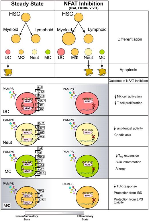 Figure 3. Effects of calcineurin/NFAT inhibitors on myeloid innate immune cells. Treatment with CsA, tacrolimus, or VIVIT affects the myeloid cells at different levels. Inhibition of NFAT enhances the development of myeloid cells from hematopoietic precursors as well as several immune functions in differentiated cell types. After exposure to different PAMPs, innate myeloid cells respond by activating NFAT and transcribing downstream genes, resulting in modulation of proinflammatory and prosurvival gene programs. Treatment with CsA or tacrolimus during the response to microbial stimuli decreases NFAT nuclear translocation, leading to changes in inflammatory status of different types of myeloid cells, eventually exacerbating or protecting from infections or inflammatory syndromes.