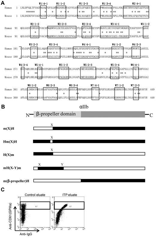 Figure 1. Structure and alignment of the β-propeller domain of αIIb. (A) Human and mouse sequence alignment of the β-propeller domain. The boxes indicate the small loop structures of each β-sheet domain, and the asterisks indicate amino acid difference between human and mouse sequences. (B) Abbreviation of each human-mouse chimeric αIIb/human β3. m(X)H; human αIIb (black) carrying mouse sequences (white) from the N-terminus to the X region. Hm(X)H; human αIIb was exchanged with the only X region for the corresponding sequence of mouse αIIb. H(X)m; mouse αIIb carrying human sequences from the N-terminus to the X region. mH(X-Y)m; mouse αIIb was exchanged with the region of X to Y for the corresponding human αIIb. m(β-propeller)H; human αIIb was exchanged with the entire β-propeller domain of αIIb for the corresponding mouse αIIb. (C) Assessment of PA Abs binding to mutated αIIbβ3-expressing cells. Binding of PA Abs (horizontal) was analyzed in a subset of CD61 highly positive cells denoted by the rectangle (R7) in the dot blots.