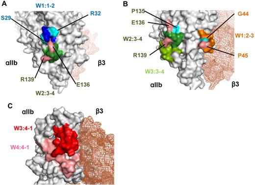 Figure 7. Crystal structure of the recognition sites for the PA Abs. (A) Crystal structure of the recognition sites of group A made by PyMOL Version 1.4 software (DeLano Scientific LLC). W1:1-2 (blue) and W2:3-4 (green) loops and 4 critical residues (S29, R32, E136, R139) for the binding of PA Abs were indicated. (B) Crystal structure of the recognition sites of group B. W1:2-3 loop (orange) is located in the upper surface of αIIbβ3 interface, and W2:3-4 and W3:3-4 loops (green) are in the lower surface. Five critical residues (G44, P45, P135, E136, R139) for the binding of PA Abs were also indicated. (C) Crystal structure of the recognition sites of group C. W3:4-1 (red) and W4:4-1 (pink) loops were indicated. Both loops are located in the upper surface of αIIbβ3 interface, which is near the ligand binding site.