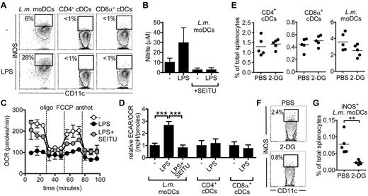 Figure 6. Ex vivo LPS-activated inflammatory moDCs display an iNOS-dependent block in mitochondrial respiration and depend on glycolysis for survival in vivo. Inflammatory splenic moDCs were isolated from mice infected for 2 days with L monocytogenes (strain ΔActA, 2 × 105 CFU, intravenous) by sorting by flow cytometry for CD11c+CD11bintMHCII+Ly6Chi cells. Two subsets of resident splenic DCs were sorted from naive spleens based on expression of CD11chiMHCIIhiCD11b+CD4+ and CD11chiMHCIIhiDEC205+CD8α+. (A) Splenic DC subsets were left unstimulated or stimulated ex vivo with LPS for 24 hours and subsequently analyzed for intracellular iNOS expression. iNOS−/− cells were used to draw gates on iNOS+ cells. Representative FACS plots of 1 of 3 experiments are shown. (B) Supernatants from cultures of 24 hours ex vivo–stimulated inflammatory DCs were analyzed for nitrite levels. Data represent means ± SD of 3 experiments. (C) Ex vivo inflammatory moDCs were seeded in a Seahorse XF-24 analyzer, stimulated with medium or LPS for 24 hours in the presence or absence of SEITU, and real-time OCR was measured in response to sequential treatments with oligomycin, FCCP, and antimycin A/rotenone. Data represent means ± SD of triplicates. One of 2 experiments is shown. (D) Splenic DC subsets were cultured and stimulated as in panel C and the ratio between basal ECAR and OCR was calculated and plotted relative to the ratio of unstimulated DCs, which was set to 1. Data represent means ± SD of triplicates. One of 2 experiments is shown. (E) Mice infected for 1 day with L monocytogenes (strain ΔActA, 2 × 105 CFU, intravenous) were injected intraperitoneally with PBS or 2-DG (4 g/kg), and 6 hours later DC frequencies were determined in spleens. Data are representative of 5 individual mice per group. One of 2 independent experiments is shown. (F) Percentage of inflammatory moDCs staining positive for iNOS after PBS or 2-DG treatment as described in panel E. (G) Frequency of iNOS+ inflammatory moDCs in spleens after PBS or 2-DG treatment as described in panel E. Data are representative of 5 individual mice per group. One of 2 independent experiments is shown. **P < .01; ***P < .001.