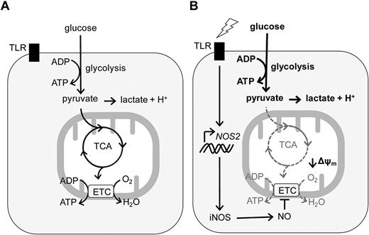 Figure 7. Schematic representation of iNOS-induced metabolic changes in DCs after TLR ligation. Unstimulated DCs can use both glycolysis and mitochondria for their bioenergetic and metabolic needs; however, TLR ligation induces iNOS expression and NO production that in an autocrine fashion inhibits the ETC and mitochondrial function. As a consequence, TLR-activated DCs enhance their glycolytic rate to prevent bioenergetic collapse and cell death.