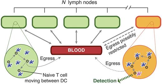Figure 1. A model of naive T-cell trafficking and surveillance. A naive T cell enters one of N LNs at random, from the blood. It transits the node making contacts of duration τ with DCs (shown in blue), surveying for antigen; it egresses with a constant probability per DC encounter, returning to blood after a mean transit time TL. (If q is the probability of egress per DC encounter, TL = τ/q.) It then spends an average time TB in the blood before re-entering a LN, again at random. In 1 node (orange), antigen is present on a proportion f of DCs (purple) and contact between a T cell and antigen-bearing DCs results in detection. The rate of egress from this node may also be reduced in an infection scenario.
