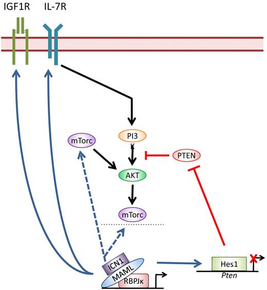 Notch targets in the PI3K pathway. Shown is a schematic of PI3K signaling molecules that are regulated by the Notch pathway. Notch regulates the receptors IGF1R and IL-7R, both of which stimulate PI3K signaling. In addition, Notch has also been shown to regulate mTorc, a downstream PI3K signaling mediator, and PTEN, a negative regulator of PI3K signaling, through Hes1 repression of Pten transcription.