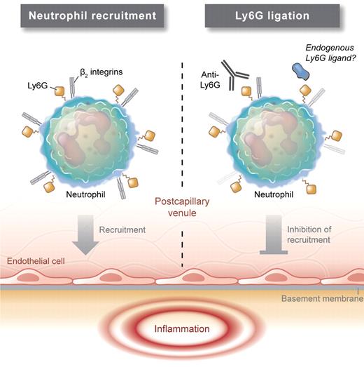 β2 integrins LFA-1 and Mac-1 are expressed at high levels on neutrophils, where they mediate important functions in neutrophil recruitment. Ly6G, a GPI-linked protein, is also present at high levels on the neutrophil surface, although its function is unknown. Wang et al show that Ly6G is co-localized with β2 integrins, and that antibody ligation of Ly6G reduces β2 integrin expression and inhibits neutrophil recruitment. The existence of an endogenous ligand for Ly6G is yet to be demonstrated. Professional illustration by Kenneth X. Probst.