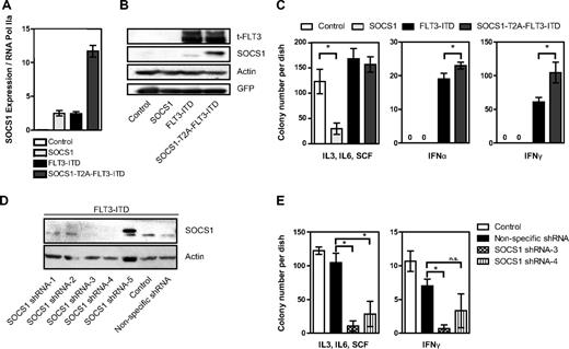 Figure 3. Coexpression of SOCS1 and FLT3-ITD shields colony growth from inhibition by interferon α and γ. Primary murine bone marrow was retrovirally transduced with empty vector control, SOCS1, FLT3-ITD, or SOCS1-T2A-FLT3-ITD and was sorted for GFP coexpression. (A) After RNA extraction and reverse transcription, quantitative PCR was performed to determine endogenous and exogenous levels of SOCS1, normalized to RNA polymerase IIa. (B) Cell lysates were resolved by SDS-PAGE and immunoblotted for (total) FLT3, SOCS1, GFP, and β-actin (loading control). Exogenous SOCS1 (right lane) slightly larger in size because of few additional amino acids resulted from T2A cleavage. (C) Sorted GFP–positive bone marrow cells were washed and plated at a density of 2000 cells/mL in triplicates in methylcellulose medium containing either proproliferative growth factors (IL-3, SCF, and IL-6) or IFN-α (300 U/mL) or IFN-γ (100 ng/mL). Colony numbers were counted after 12 days, and mean colony number from triplicates from 2 independent experiments were plotted, with SD as error bars. (D) Sorted, FLT3-ITD–expressing bone marrow cells were transduced with either SOCS1-specific shRNAs1–5 or a nonspecific shRNA and selected in the presence of puromycin. Puromycin-resistant clones were analyzed for SOCS1 protein expression, parental bone marrow expressing FLT3-ITD (not transduced with shRNA vectors) was used as a control, and β-actin was detected as a loading control. (E) Sorted and puromycin-resistant (FLT3-ITD and shRNA expressing clones 3 and 4) bone marrow cells or FLT3-ITD–expressing control cells were washed and plated at a density of 2000 cells/mL in triplicates in methylcellulose medium containing either proproliferative growth factors (IL-3, SCF, and IL-6) or IFN-α (300 U/mL) or IFN-γ (100 ng/ mL). Colony numbers were counted after 12 days, and mean colony number from triplicates are plotted, with SD as error bars (*P < .05).