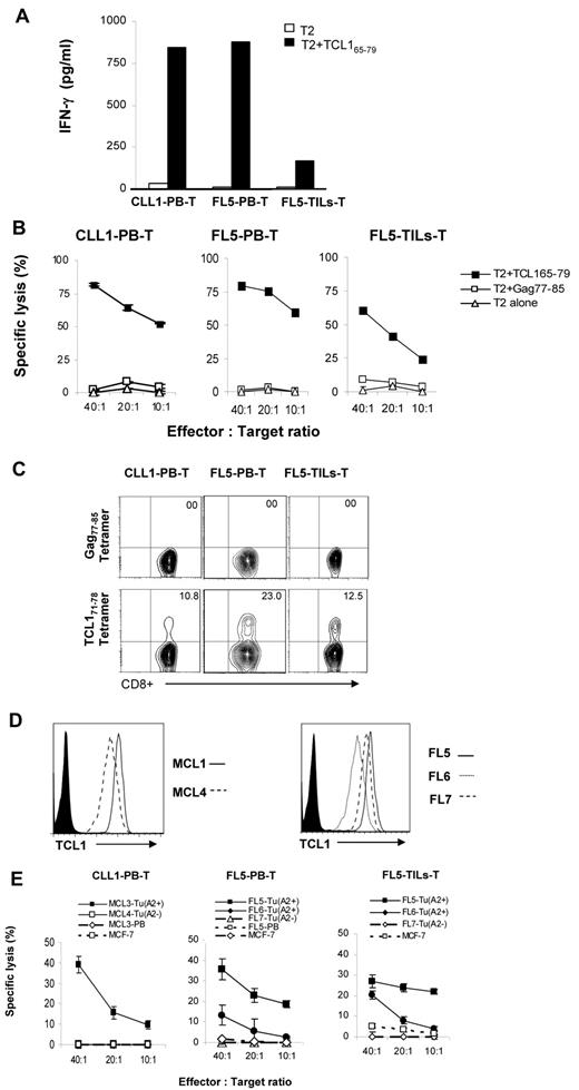 Figure 6. TCL171-78 peptide-specific T cells can be generated from lymphoma patients. (A) PBMCs and tumor-infiltrating lymphocytes (TILs) derived from HLA-A2+ patients with CLL or FL were stimulated in vitro with TCL165-79. After 5 stimulations, IFN-γ production in response to TCL165-79 peptide was determined as described in Figure 3A. (B,E) Cytotoxic function of TCL165-79 peptide-specific T cells generated as described in panel A was tested against T2 cells pulsed with TCL165-79 peptide or HIV Gag77-85 peptide (B) or primary HLA-A2+ or HLA-A2− MCL or FL tumor cells (FL Tu) or tumor-free PBMCs from FL5 patient (FL5-PB) or HLA-A2− MCF-7 cell line (E). (C) Percentage of tetramer positive CD8+ T cells in each of the TCL1-specific T-cell lines generated from lymphoma patients is shown. (D) Expression of TCL1 in each of the primary lymphoma samples as determined by flow cytometry is shown. All cytotoxicity assays were performed in triplicate wells, and mean and standard deviation are shown. CLL1-PB-T indicates TCL1-specific CTL generated from peripheral blood T cells of CLL patient 1; FL5-PB-T, TCL1-specific CTL generated from peripheral blood T cells of FL patient 5; and FL5-TILs-T, TCL1-specific CTL generated from tumor infiltrating T cells of FL patient 5.