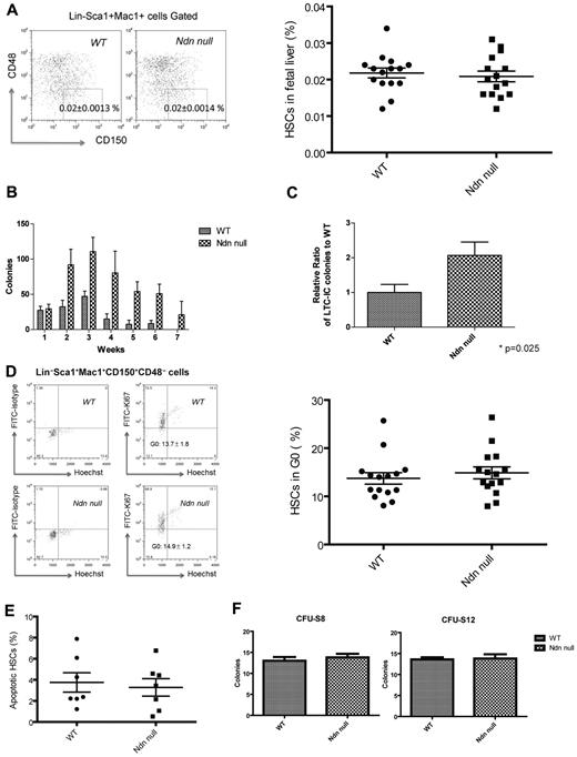 Figure 1. Necdin is dispensable for fetal hematopoiesis. (A) The frequency of immunophenotypic HSCs in necdin-null (Ndn-null) fetal livers (Lin−Sca-1+Mac1+CD48−CD150+ cells) quantified by flow cytometry was normal. The mean percentage (± SD) of Lin−Sca-1+Mac1+CD48−CD150+ cells in the fetal liver are shown (P = .64, n = 15). (B) Serial replating studies were performed using fetal liver cells. CFUs were quantified by methylcellulose culture using wild-type (WT) and necdin-null fetal liver cells. The methylcellulose cultures were serially replated weekly for 7 weeks. Mean values (± SD) are shown (n = 4). (C) Wild-type and necdin-null Lin−Sca1+Mac1+CD150+ cells (5 × 102) were cultured on MS5 stromal cells for 4 weeks and tested for colony formation in the long-term culture-initiating cell assay. Data shown are the mean relative number of colonies formed relative to wild-type colonies (± SD) from 2 independent studies (P = .025, n = 5). (D) Cell-cycle analysis of Lin−Sca-1+Mac1+CD48−CD150+ cells was performed by staining with Hoechst 33342 and Ki67 and analyzed by flow cytometry using an FITC mouse IgG1 Ab as the isotype control. Ki67− cells are defined as HSCs in G0 (left panels). Data shown are the mean values (± SD; P = .5, n = 15, right panel). (E) Apoptosis of wild-type and necdin-null fetal liver HSCs was assessed using DAPI and annexin V staining. Data shown are the mean percentage (± SD) of annexin V+/DAPI− Lin−Sca-1+Mac1+CD48−CD150+ cells (P = .71, n = 7). (F) Wild-type or necdin-null fetal liver cells (5 × 105) were transplanted into lethally irradiated recipients, and spleen colonies were scored on days 8 and 12 after transplantation. Numbers indicate average colony numbers (± SD). CFU-spleen day 8 (CFU-S8), P = .53, n = 5; CFU-spleen day 12 (CFU-S12), P = .86, n = 5.