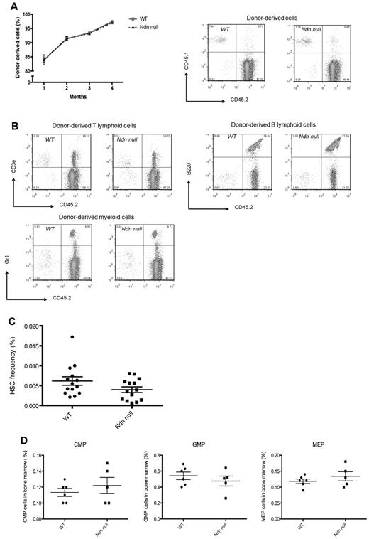 Figure 2. The role of necdin in adult hematopoiesis. (A) Necdin-null (Ndn-null) fetal liver cells (CD45.2) normally repopulated lethally irradiated recipient mice (CD45.1). The frequency of donor-derived cells (CD45.2) in peripheral blood was measured monthly by flow cytometry at 4 time points. SDs are shown (left panel). Right panels show the data from flow cytometry 16 weeks after transplantation. (B) Recipient mice receiving necdin-null fetal liver cells (1 × 106) showed normal multilineage reconstituting activity, as assessed by the percentage of donor-derived myeloid cells (bottom left panel), B cells (top right panel), and T cells (top left panel) 16 weeks after transplantation using flow cytometry. (C) The frequency of HSCs (Lin−Sca-1+c-kit+CD48−CD150+ cells) in the BM of mice reconstituted with wild-type (WT) or necdin-null fetal liver cells was measured by flow cytometric analysis using SLAM cell-surface markers. Data shown are the mean percentage of HSCs (± SD; P = .1, n = 14). (D) Analysis of the common myeloid progenitor (CMP), granulocyte monocyte progenitor (GMP), and megakaryocyte erythrocyte progenitor (MEP) compartments showed comparable frequencies for those transplanted mice that received wild-type versus necdin-null fetal liver cells (P = .44, P = .41, P = .33, respectively, n = 6).