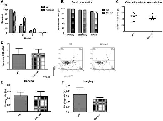 Figure 3. Loss of necdin has no effects on adult HSC self-renewal in vivo. (A) Serial replating studies. CFUs were quantified by methylcellulose culture using BM mononuclear cells from mice reconstituted with wild-type (WT) or necdin-null (Ndn null) fetal liver cells. The methylcellulose cultures were serially replated weekly for 4 weeks. Mean values (± SD) are shown (n = 4). (B) Donor repopulation after serial BM transplantation. Initially, we transplanted 1 × 106 fetal liver cells from wild-type or necdin-null mice (CD45.2) into lethally irradiated B6.SJL mice (CD45.1). Sixteen weeks after transplantation, we harvested 2 × 106 BM cells from mice reconstituted with wild-type and necdin-null fetal liver cells and transplanted the cells into lethally irradiated B6.SJL mice (CD45.1). The frequency of donor-derived cells (CD45.2) in the peripheral blood was measured 16 weeks after primary, secondary, and tertiary transplantation by flow cytometry. No differences were found between the groups (n = 10). (C) Lethally irradiated recipient mice (CD45.1) were transplanted with 1 × 106 wild-type or necdin-null fetal liver cells (CD45.2) plus 1 × 106 competitor fetal liver cells (CD45.1). The graph shows the mean percentage (± SD) of donor-derived (CD45.2) cells in the peripheral blood 16 weeks after transplantation (n = 7, P = .50). (D) BM cells from mice reconstituted with wild-type or necdin-null fetal liver cells were stained for HSC surface markers and assessed for apoptosis using DAPI and annexin V staining. Data shown are mean percentage of annexin V+/DAPI− HSCs (Lin−Sca1+Mac1+CD48−CD150+ cells) ± SD (P = .86, n = 4, left panel). The right panels show representative flow cytometry data: annexin V staining versus DAPI staining. (E-F) Fetal liver cell homing and lodging ability in irradiated and nonirradiated recipient mice was analyzed. Wild-type or necdin-null fetal liver cells (5 × 106; CD45.2) were injected into lethally irradiated (E) or nonirradiated (F) recipient mice (CD45.1). BM cells were harvested 18 hours after injection and CD45.2+ donor-derived cells were enumerated on the Lin−Sca1+Mac1+ population by flow cytometry. Data shown are mean percentages (± SD) of cells that homed (E) or lodged (F) within the Lin−Sca1+Mac1+ cells (E: P = .92, F: P = .48, n = 5).