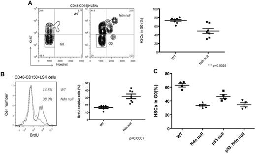 Figure 4. Necdin maintains adult HSC quiescence. (A) Cell-cycle analysis of Lin−Sca-1+c-Kit+CD48−CD150+ cells (left panels) isolated from mice reconstituted with wild-type (WT) or necdin-null (Ndn null) fetal liver cells was performed by staining with Hoechst 33 342 and Ki67. Data shown are the mean values of G0 cells (± SD; P = .0025, n = 7). (B) The proliferation of Lin−Sca-1+c-Kit+CD48−CD150+ cells isolated from mice reconstituted with wild-type or necdin-null fetal liver cells was measured by in vivo BrdU incorporation over 48 hours. Greater proliferation of necdin-null Lin−Sca-1+c-Kit+CD48−CD150+ cells was observed (38.9% vs 14.8% for wild-type cells; P = .0007, n = 7). (C) Cell-cycle analysis of Lin−Sca-1+c-Kit+CD48−CD150+ cells isolated from the BM of mice reconstituted with wild-type, necdin-null, p53-null, or necdin/p53 double-null fetal liver cells was performed by staining with Hoechst 33342 and Ki67. Data shown are the mean values of G0 cells (± SD; P < .0001 by 1-way ANOVA, n = 4). Significant differences were observed between wild-type and necdin-null, wild-type and p53-null, wild-type and necdin/p53 double-null, necdin-null and p53-null, and p53-null and necdin/p53 double-null recipients.