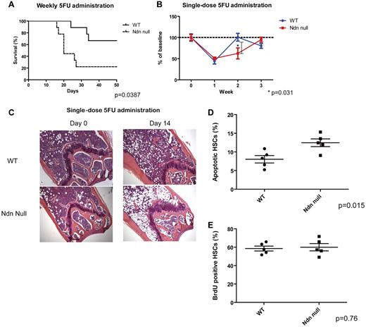 Figure 5. Necdin-null hematopoietic cells are highly sensitive to chemotherapy. (A) Survival after weekly 5-FU administration. 5-FU was administered intraperitoneally weekly (the initial dose was 125 mg/kg, with subsequent doses of 90 mg/kg) and the survival rates of mice repopulated with wild-type (WT) or necdin-null (Ndn null) fetal liver cells were measured. Results were analyzed with a log-rank nonparametric test and expressed as Kaplan-Meier survival curves (P = .0387, n = 10). (B) Hematopoietic reconstitution was monitored by serial peripheral blood count of mice injected with a single dose of 5-FU (200 mg/kg intraperitoneally). WBC counts are shown at each point after 5-FU administration as a percentage of the initial values for each group of mice (mean ± SD; n = 3 for each time point). (C) Gross morphology of femurs from untreated mice and mice 14 days after 5-FU administration is shown. Slides were stained with H&E. The slides were analyzed under a Zeiss Axioplan 2 Upright Wide-field Microscope (Carl Zeiss) equipped with a Zeiss AxiCam HRc Camera (Carl Zeiss; original magnification ×100 with a 10× objective). The images were acquired by a Volocity software (PerkinElmer). (D) HSCs isolated from the mice repopulated with wild-type or necdin-null fetal liver cells were assessed for apoptosis 60 hours after a dose of 5-FU (200 mg/kg intraperitoneally) using DAPI and annexin V staining. Data shown are mean percentage (± SD) of annexin V+/DAPI− Lin−Sca-1+c-Kit+CD48−CD150+ cells (P = .015, n = 5). (E) The proliferation of Lin−Sca-1+c-Kit+CD48−CD150+ cells isolated from mice reconstituted with wild-type or necdin-null fetal liver cells 4 days after 5-FU administration was measured by BrdU incorporation in vivo over 48 hours (P = .76, n = 5).