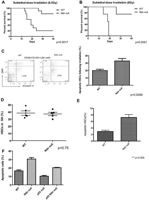 Figure 6. Necdin-null hematopoietic cells are highly sensitive to irradiation. (A) Survival curves for mice reconstituted with wild-type (WT) or necdin-null (Ndn null) fetal liver cells, given total body irradiation (6.5 Gy), and monitored regularly for survival (P = .0017, n = 10). (B) Survival curves for mice reconstituted with wild-type or necdin-null fetal liver cells given TBI (8 Gy) and monitored regularly for survival (P = .0091, n = 8). (C) HSCs (Lin−Sca-1+c-Kit+CD48−CD150+ cells) from the BM of the mice repopulated with wild-type or necdin-null fetal liver cells were assessed for apoptosis 12 hours after a dose of total-body irradiation (6.5 Gy) using DAPI and annexin V staining (left panels). Data shown are the mean percentage (± SD) of the annexin V+/DAPI− population in Lin−Sca-1+c-Kit+CD48−CD150+ cells (P = .0098, n = 5, right panel). (D) Cell-cycle analysis of HSCs after G-CSF treatment (200 μg/kg daily). Lin−Sca-1+c-Kit+CD48−CD150+ cells isolated from mice reconstituted with wild-type or necdin-null fetal liver cells after 5 days of G-CSF treatment were analyzed by staining with Hoechst 33342 and Ki67. Data shown are the mean values of G0 cells (± SD; P = .75, n = 5). (E) Apoptosis of HSCs after G-CSF treatment (200 μg/kg daily). HSCs from the BM of the 5-day G-CSF–treated mice repopulated with wild-type or necdin-null fetal liver cells were assessed for apoptosis 12 hours after a dose of total body irradiation (6.5 Gy) using DAPI and annexin V. Data shown are the mean percentage (± SD) of the annexin V+/DAPI− population in Lin−Sca-1+c-Kit+CD48−CD150+ cells (P < .005, n = 4). (F) HSCs (Lin−Sca-1+c-Kit+CD48−CD150+) from the BM of mice repopulated with wild-type, necdin-null, p53-null, or necdin/p53 double-null fetal liver cells were assessed for apoptosis 12 hours after a dose of total body irradiation (6.5 Gy) using DAPI and annexin V staining. Data shown are the mean percentage ± SD of the annexin V+/DAPI− population within HSCs (P < .0001 by 1-way ANOVA, n = 4). Significant differences were observed between wild-type and necdin-null, wild-type and p53-null, necdin-null and p53-null, necdin-null and necdin/p53 double-null, and p53-null and necdin/p53 double-null recipients.