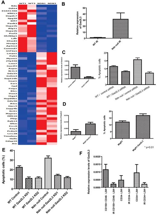 Figure 7. Molecular mechanisms of necdin in regulating the response of HSCs to irradiation. (A) Transcript profiling of LSK cells from mice reconstituted with wild-type (WT) and necdin-null (Ndn null) fetal liver cells after a sublethal dose of irradiation (6.5 Gy) were analyzed by Affymetrix oligonucleotide array. Genes that are differentially expressed between wild-type and necdin-null HSPCs are shown. (B) The relative mRNA expression level of Gas2L3 in LSK cells isolated from mice reconstituted with wild-type or necdin-null fetal liver cells after a sublethal dose of irradiation (6.5 Gy) was evaluated by quantitative PCR and normalized to hypoxanthine-guanine phosphoribosyltransferase expression. Data shown are the mean ratio (± SD) of transcript levels relative to that of wild-type cells (n = 2). (C) Effect of down-regulating Gas2L3 expression on the HSPC response to irradiation. Wild-type or necdin-null LSK cells were nucleofected with control or Gas2L3-directed siRNAs. Twenty-four hours after nucleofection, the cells, which showed efficient Gas2L3 knockdown in LSK cells by quantitative PCR (left panel), were irradiated at 2 Gy and their apoptosis was measured by annexin V and DAPI staining. Data shown are mean values (± SD; P < .0001 by 1-way ANOVA, n = 6, right panel). Significant differences were observed between control/wild-type and Gas2L3 knockdown/wild-type, control/wild-type and control/necdin-null, control/wild-type and Gas2L3 knockdown/necdin-null, Gas2L3 knockdown/wild-type and control/necdin-null, and control/necdin-null and Gas2L3 knockdown/necdin-null. (D) Effect of Gas2L3 overexpression on the HSPC response to irradiation. Gas2L3 overexpression in LSK cells was confirmed by quantitative PCR (n = 2, left panel); the cells were then irradiated at 2 Gy and their apoptosis was measured by annexin V and DAPI staining. Data shown are mean values (± SD; P = .01, n = 5, right panel). (E) Green fluorescent protein–positive HSCs (Lin−Sca-1+c-Kit+CD48−CD150+) from the BM of the mice repopulated with wild-type control, wild-type Gas2L3 knocked-down 1 (KD1), wild-type Gas2L3 KD2, necdin-null control, necdin-null Gas2L3 KD1, or necdin-null Gas2L3 KD2 fetal liver cells were assessed for apoptosis 12 hours after a dose of total-body irradiation (6.5 Gy) using DAPI and annexin V staining. Data shown are the mean percentage ± SD of the annexin V+/DAPI− population within HSCs (P < .0001 by 1-way ANOVA). Significant differences were observed between wild-type control and wild-type Gas2L3 KD1, wild-type control and wild-type Gas2L3 KD2, wild-type control and necdin-null control, wild-type control and necdin-null Gas2L3 KD1, wild-type control and necdin-null Gas2L3 KD2, wild-type Gas2L3 KD1 and necdin-null control, wild-type Gas2L3 KD2 and necdin-null control, necdin-null control and necdin-null Gas2L3 KD1, and necdin-null control and necdin-null Gas2L3 KD2. (F) The relative mRNA expression levels of Gas2L3 in CD48−CD150+LSK cells, CD34−LSK cells, and CD34+LSK cells isolated from mice before and after a sublethal dose of irradiation (6.5 Gy) was evaluated by quantitative PCR and normalized to hypoxanthine-guanine phosphoribosyltransferase expression. Data shown are the mean ratio of transcript levels relative to the wild-type cells (± SD; n = 3).