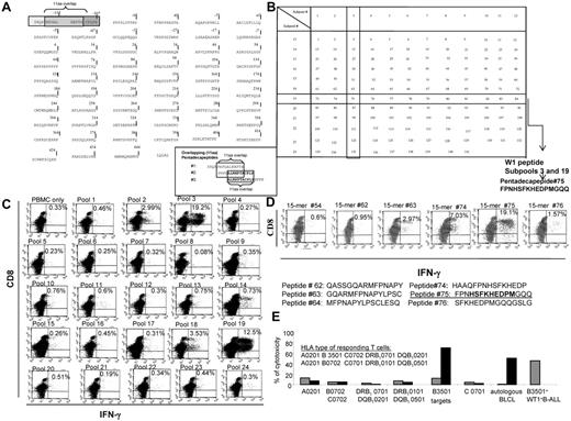 Figure 2. Strategy for the generation of the total pool of overlapping pentadecapeptides spanning the whole sequence of the WT-1 protein and epitope mapping. (A) The sequence of the WT-1 protein consisting of 575 amino acids and the principle of 11 amino acid–overlapping pentadecapeptides are illustrated. A total of 141 pentadecapeptides are required to span the entire protein. The sequence of 575 amino acids published by Gessler et al was used.37 This sequence includes an additional 126 amino acids in the N-terminus. To match the sequential numbers of amino acids within the WT-1 sequence used with the longest, most frequently described WT-1 isoform D, we numbered the first 126 amino acids with negative values and used the positive values to number the subsequent 449 amino acids described in the longest isoform D. (B) Mapping grid consisting of 24 subpools each containing up to 12 WT-1–derived pentadecapeptides. Each peptide is uniquely contained within 2 intersecting subpools: for example, peptide 75 is uniquely shared by subpools 3 and 19. (C) IFNγ production by WT-1–sensitized CTLs in response to secondary overnight stimulation with the subpools of WT-1 pentadecapeptides loaded on autologous PBMCs. Dominant responses are observed for the subpools no. 3 and 19, both containing 1 common pentadecapeptide no. 75. (D) IFNγ production by the WT-1 CTLs in response to secondary overnight stimulation with the single pentadecapeptide contained within the subpools eliciting the highest responses as per the analysis determined in panel C confirms that the dominant immunogenic sequence is contained within pentadecapeptide no. 75. (E) HLA restriction of the WT-1–specific T cells responding to peptide no. 75 identified by 51Cr-release assay against a panel of allogeneic CAMs or PHA blasts matching single HLA alleles expressed by the WT-1 CTL donors. These are presented along the x-axis of the graph. The CAMs or PHA blasts used in the assay are unmodified (gray bars) or loaded with the WT-1–dominant epitope (black bars). The WT-1–specific cytotoxic activity of the WT-1 CTLs is restricted by the B3501 HLA allele.