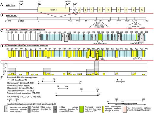 Figure 5. Schema of WT-1. (A) Schema of WT-1 DNA. (B) Schema of WT-1 mRNA (includes region encoding first 126 amino acids within the N-terminus reported by Gessler et al37). (C) Localization of the previously described immunogenic epitopes presented through HLA class I (dark gray) and HLA class II (light gray) either predicted (p) by the computer algorithm or identified (i) by the comparative analysis of the immunogenicity of a panel of neighboring peptides. The 126 amino acids at the N-terminus are numbered with negative values from the first AUG codon in exon 1. (D) Localization of the immunogenic epitopes identified in this study by the epitope-mapping approach presented by HLA class I (yellow) and HLA class II (pink) alleles and marked within the schema of the WT-1 protein 575 amino acids in length, including 126 amino acids labeled with negative numbers at the N-terminus upstream from the first AUG codon initiating exon 1. (E) Number of healthy donors responding to the identified epitopes (yellow) or cluster of epitopes (gray). (F) Distribution of the functional activities among the corresponding regions of the WT-1 protein.