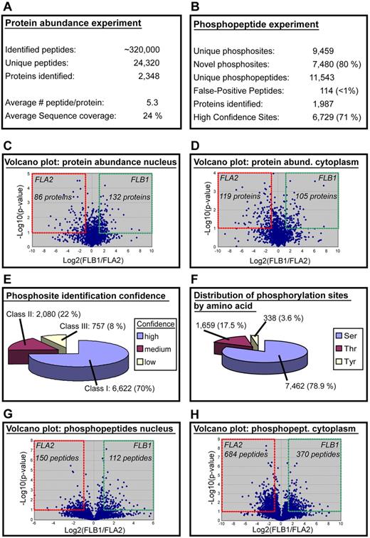 Figure 1. Large-scale proteome and phosphoproteome analyses of FLA2 and FLB1 leukemias. (A) Results of protein expression experiments. (B) Results of phosphoproteome experiments. (C-D) Volcano plot of the protein abundance data: levels of 218 and 224 proteins change significantly in nuclear and cytosolic extracts, respectively (≥ 2-fold change in abundance). (E) Phosphosite confidence level. A total of 6622 phosphosites were identified with a high confidence level (class I), whereas 2080 and 757 sites were assigned with medium and low confidence, respectively. (F) Distribution of phosphorylation sites by amino acids showing a relatively large proportion of phosphorylation at serine residues. (G-H) Volcano plot of the phosphopeptide experiments: 262 and 1054 phosphopeptides change significantly in nuclear and cytosolic extracts, respectively (≥ 2-fold change in abundance).