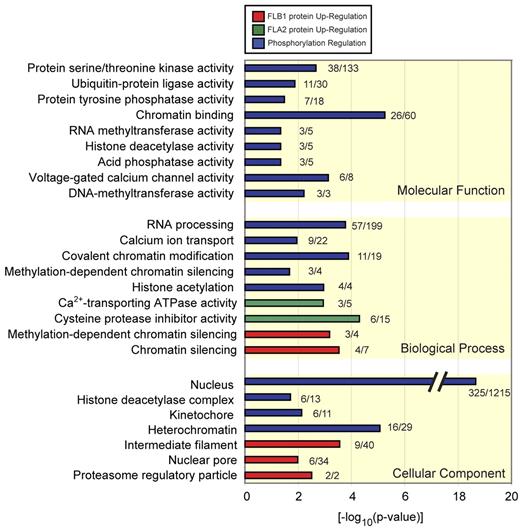 Figure 2. GO analysis of regulated proteins and phosphopeptides. Significant GO terms (P < .05) of proteins regulated by phosphorylation (blue) or increased protein abundance in FLB1 (red) and FLA2 (green). GO terms are grouped according to biologic process, molecular function, and cellular component, and the number of regulated proteins versus the background of all identified proteins is given. Significant terms include protein serine/threonine kinase activity, chromatin binding, RNA processing, cysteine protease inhibitor activity, and nuclear pore.